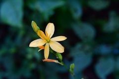 Echeandia breedlovei