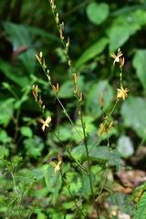 Echeandia breedlovei