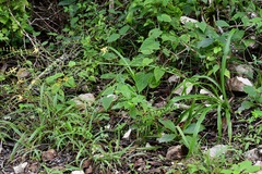 Echeandia breedlovei