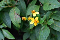 Electranthera mutica