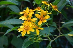 Electranthera mutica