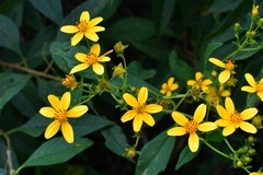 Electranthera mutica