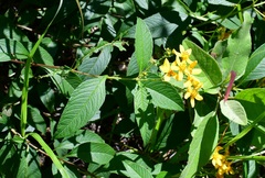 Electranthera mutica