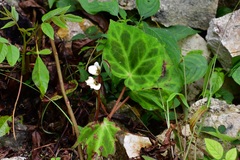 Begonia plebeja