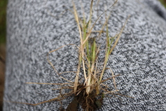 Sporobolus neglectus