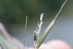 Sporobolus neglectus