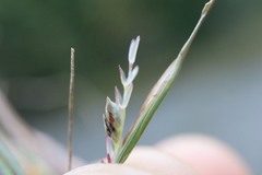 Sporobolus neglectus