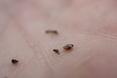 Sporobolus neglectus
