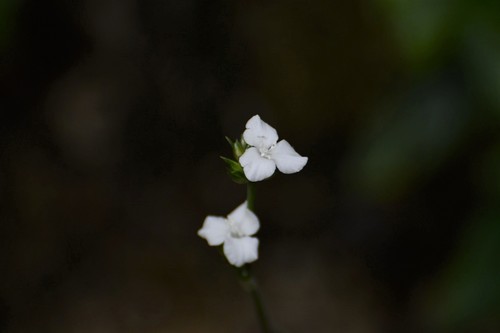 Callisia gentlei, photograph 6