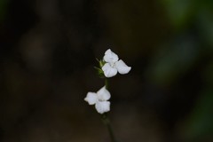 Callisia gentlei, photograph (c) Neptalí Ramírez Marcial, some rights reserved (CC BY)