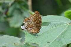 Consul excellens genini