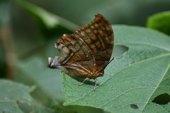 Consul excellens genini