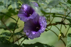 Ipomoea lindenii