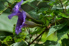 Ipomoea lindenii