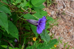 Ipomoea lindenii