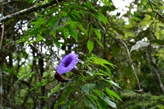 Ipomoea lindenii