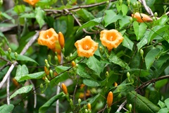 Ipomoea aurantiaca