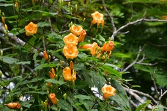 Ipomoea aurantiaca