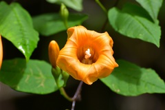 Ipomoea aurantiaca