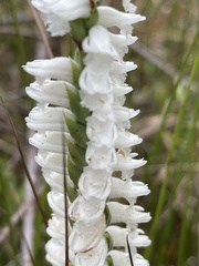 Spiranthes bightensis