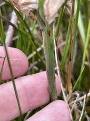 Spiranthes bightensis