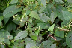 Rytidostylis gracilis