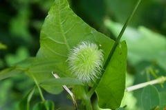 Rytidostylis gracilis