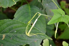 Rytidostylis gracilis