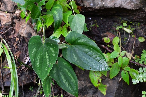 Dioscorea cyanisticta (Dioscorea cyanisticta)