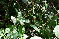 Dioscorea spiculiflora