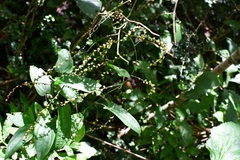 Dioscorea spiculiflora