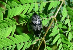 Cypherotylus gaumeri