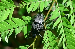 Cypherotylus gaumeri