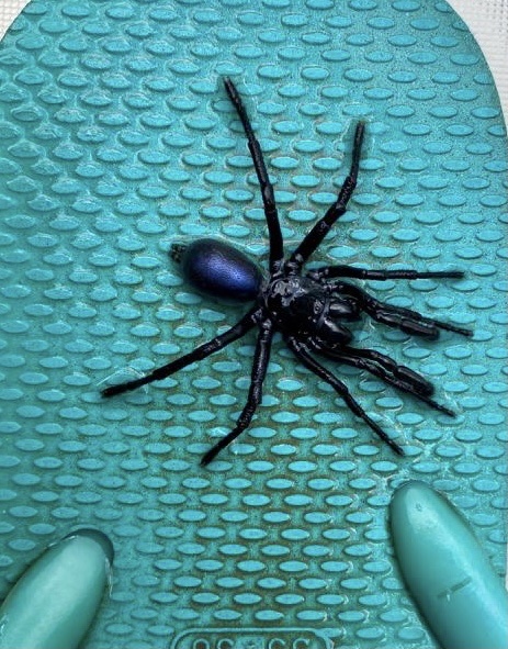 Actinopus candango Miglio, Pérez-Miles & Bonaldo, 2020