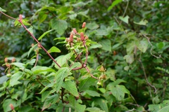 Dalembertia triangularis