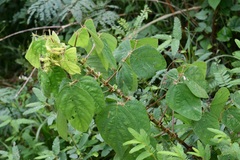 Desmodium amplistipulaceum