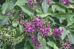 Lonchocarpus sumiderensis