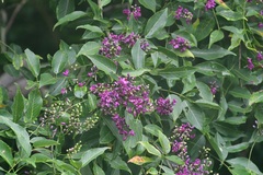 Lonchocarpus sumiderensis