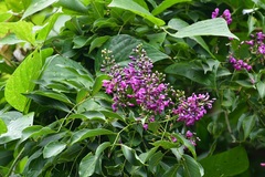 Lonchocarpus sumiderensis