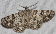 Thallogama corticola