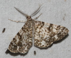 Thallogama corticola