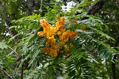 Senna nicaraguensis
