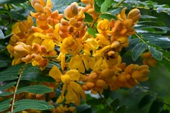 Senna nicaraguensis