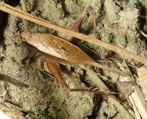 Eneoptera surinamensis photo 4