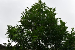 Fraxinus purpusii