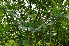 Fraxinus purpusii