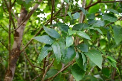 Fraxinus purpusii
