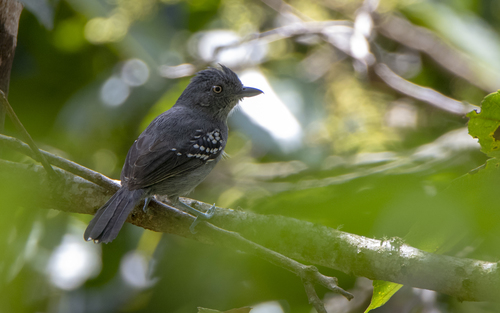Upland Antshrike (Thamnophilus aroyae)
