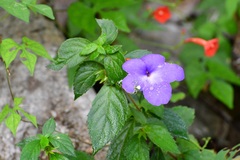 Achimenes longiflora