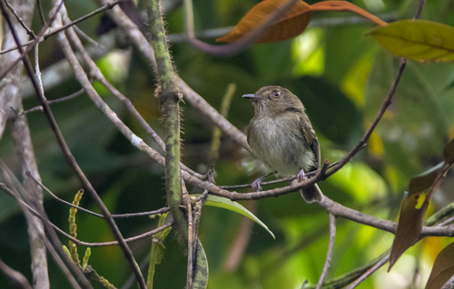 Yungas Tody-Tyrant (Hemitriccus spodiops)